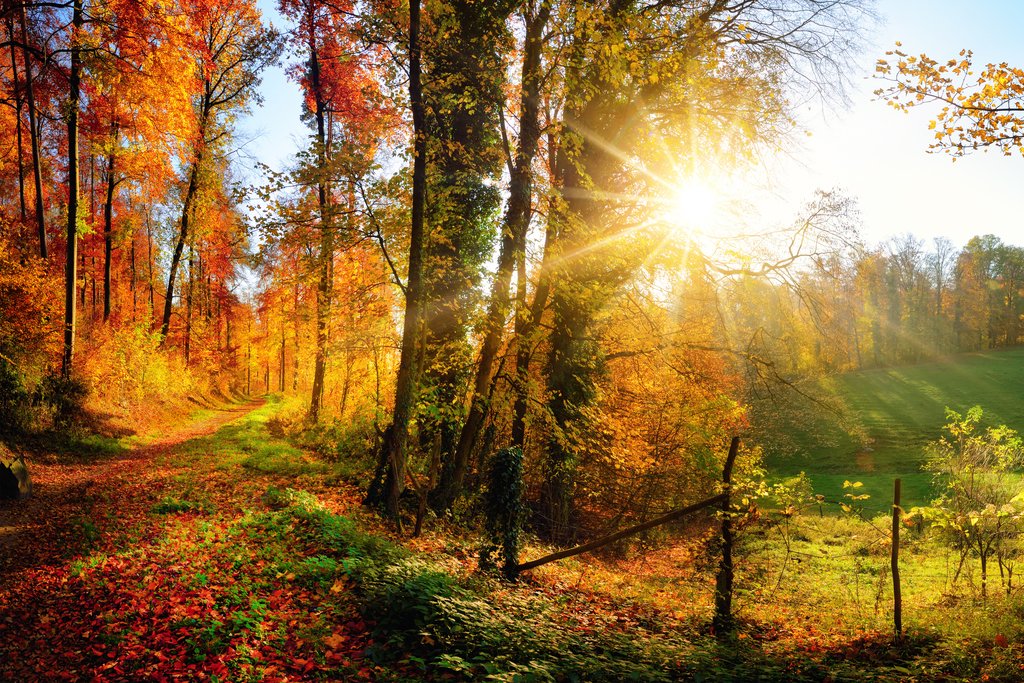 Amazon.com: Fall Poster Forest Autumn Nature Posters Landscape